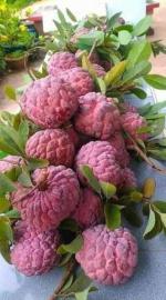 Cloud Farm Hybrid Custard Apple Plant - 200 mm CF987