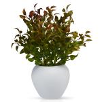 Fancy Mart Artificial Brown Latex Plant in White Apple Pot 32 cm x 30 cm