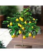 Afflorance Green, Orange, Purple, White, Yellow Edible Fruit Meyer Lemon Seeds