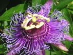 Plantzoin Soi fah passion flower Jhumkalata Passiflora Soi Fah Radha tamala Live Plant