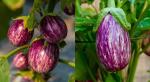 JIGNISHA SEEDS Brinjal Desi Vegetable Seeds Pack Of 50