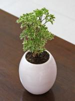 Rolling Nature Aralia Variegated Plant in White Oval Ceramic Pot