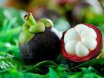 Platone Mangosteen PlantGab PlantMangosteen Fruit Plant