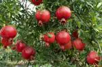 Cloud Farm Pomegranate Healthy Plant Kazake Variety [CF1021]