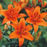 Plantogallery Flower Bulb (Pack Of 3) (Orange) | Outdoor Decor| Lawn and Garden| Garden| | Home Accessory| Home Decors| Lawn Accessory| Garending Accessory| Flower Bulb|