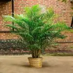 The Entacloo Areca Palm_Areca Plum Plant dm RB(y462