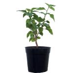 Indian Gardens Orange Bougainvillea Dwarf Hybrid Live Plant