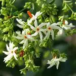 NooElec Seeds India 35+ Seeds- NIGHT BLOOMING JASMINE FLOWER Night-Scented Jessamine home garden Seeds