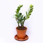 Corofitam Zamia ZzJamiya Plantzz Plant Zamia air Purifier Plant with Water Reservoir Plate