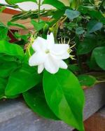 Cloud Farm Arabian Jasmine Double Petal Healthy Flower Plant CF[393963]