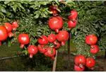 Cloud Farm Hybrid Ganesh Pomegranate Plant - 200 mm CF_O159