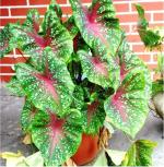 PARYAVARAAN caladium bulbs pack of 1 bulbs