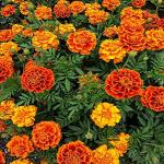 PARYAVARAAN Seeds - Marigold Jafri Flower Seeds Hybrid Mix For home Gardening (50 SEEDS )