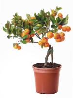 Online Plant Bazar Orange Kumkuat Lemon Live Plant-Kk01