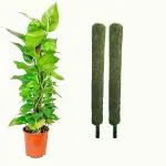 Bhajanlal Greenery 2 FT Moss Stick- Green Grass Pole for Money Plant, Climbing Indoor Plants (2Pcs)