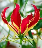 PARYAVARAAN Imported Flame lily/Gloriosa Lily/Trailing lily/Glory Lily/Fire Lily Flowers Bulbs For Home Garden Pack of 15 Multicolor Bulbs