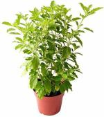 Baishnab Tulsi PlantTuloshi PlantExoticflora Tulsi Devotional Plant
