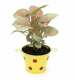 Bio Blooms Agro Natural Green and Pink Leaves Syngoniums 4 Live Baby Plants