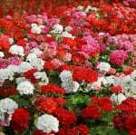 NooElec Seeds India Geranium Mix Flower Seeds For Planting - All Seasons Flower Seeds