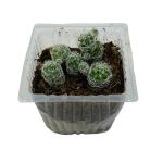 Hug A Plant Thimble Cactus | Mammillaria Gracilis - Live Plant (Home & Garden)