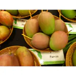 Exotica Orchids Parvin Mango Plant-Grafted
