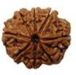 Feeltouchmart Brown Wood 8 Mukhi Nepal Rudraksha Hgj00-1001-2364