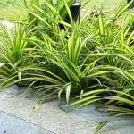 Hug A Plant Pentanus / Spider Plant Ornamental Live Plant (Home & Garden)