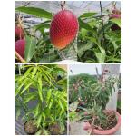Cloud Farm Rare Miyazaki Mango Original Japanese Eggs Of Sun Grafted Plant, Variety- Taiyo No Tamago, Healthy Plant Height- 3ft, Pack Of 1 Plants on Grow Bag For Home Garden, CF_N44