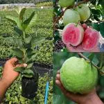 Mphmi Guava Grafted Plant - Rad Seedless Jamrukh Amrud Hybrid all Season Tree (Thai 7 Plant Height 2 Feets