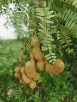 Cloud Farm Hybrid Thai Sweet Tamarind Plant - 200 mm CF40