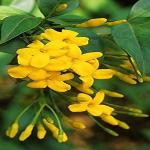 EverSneh Real Live Yellow Jasmine/PILI Chameli Flower PlantDecorative Outdoor Plant With Nursery Pot