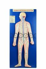 ESAW Human Nervous System Anatomical Model