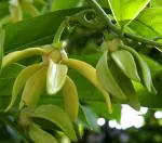 CooPany Kanthali Champa/Hirwa Chafa/ylang-ylang Langi-Langi Live Plant with Safe and Secure Packing
