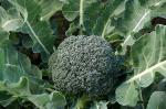 JIGNISHA SEEDS Organic Broccoli Seeds - Open Pollinated - Pack Of 100