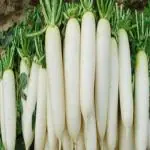 Tamransh Grah Pravesh Mooli Seeds, Radish 100 Seeds
