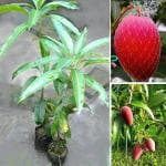 Cloud Farm Miyazaki Mango (Eggs of Sun) 2-3 Feet Height Japanese Taiyo no Tamago Variant Mango Grafted Healthy Plant - [Pack of 1 Plant] CF_1047