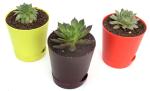 India Gardening Succulent Plant Set Of 3 Vishnu kamal, Green Wheel Laxmi Kamal, Red Tip Laxmi Kamal