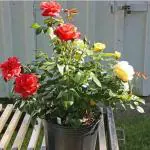 Cloud Farm Healthy Multicolor Hybrid Big Size Rose Plant With flower Pack Of 1 Healthy Grafted Rose Plant CF_03