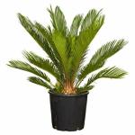 EverSneh Real Live Rare Cycas Revoluta Plant For Home Gardening Plant With Black Plastic Pot 4 Inch Size