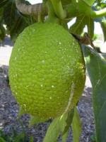 Cloud Farm Hybrid and Artocarpus Altilis Breadfruit Plant - 200 mm CF28