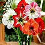 PARYAVARAAN Amarlily Flower Bulb Pack of 4