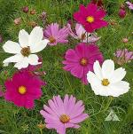 PARYAVARAAN Cosmos Seeds Flower F1 Hybrid Flower Seeds For home Gardening pack of 50 seeds