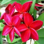 Cloud Farm Hybrid Red Plumeria Plant - 200 mm CF03