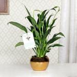 FlowerAura Decorative Air Purifying Peace Lily Live Indoor Plant In Golden Metal Vase Pot For Living Room, Balcony, Office/Home Decoration And Gifts For Friends, Colleagues, Relatives & Neighbours.