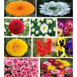 Multicolor 10 Different Flower Plant Seeds