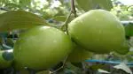 The Entacloo Ber Apple Plant Kul Jujube fruit