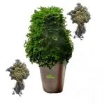 SENECIO 2 Dry Plant Sanjeevani Booti - Pitta Kalu - Selaginella Bryopteris - Laxman Booti Evergreen Live Dry Mrit Plant, Rare Herb Medicinal Good Luck Plant For Home