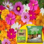 Trustbasket Cosmos Mixed OP, Desi Seeds With Free Germination Potting Soil Mix (1)