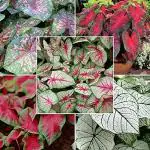 PARYAVARAAN Caladium Bulbs Multiclours (pack of 10 bulbs)