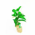 Cloud Farm Amrapali Mango Grafted Healthy Fruit Plant CF_1078